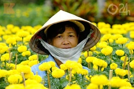Chở Tết về nhà